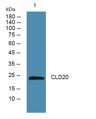 CLD20 rabbit pAb