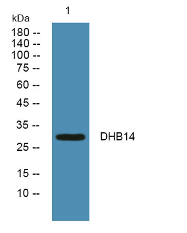 DHB14 rabbit pAb