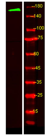 MRP6 rabbit pAb