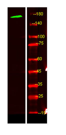 MEGF6 rabbit pAb