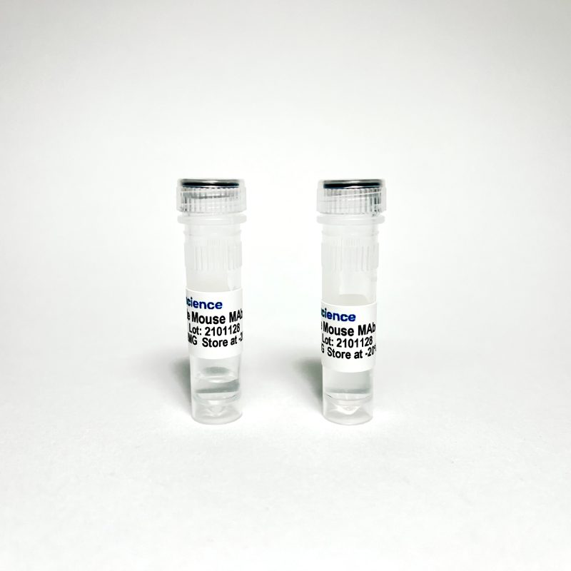 Phospho-Tau Thr217 (p-tau217) Mouse Monoclonal Antibody for Western Blot and IHC
