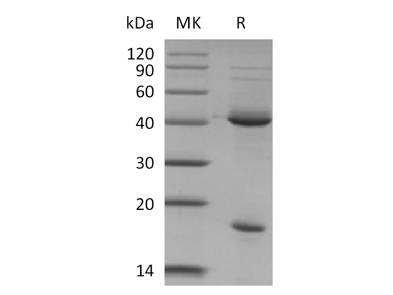 Recombinant Mouse IL-23