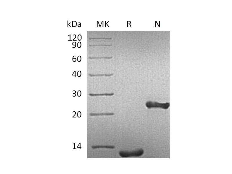 Recombinant Human TGF-beta 1