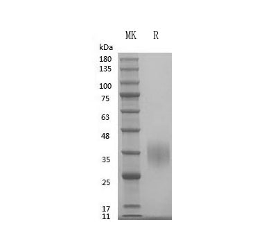 Recombinant Human EPO