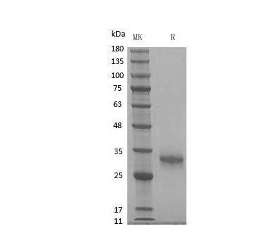 Recombinant Human Noggin