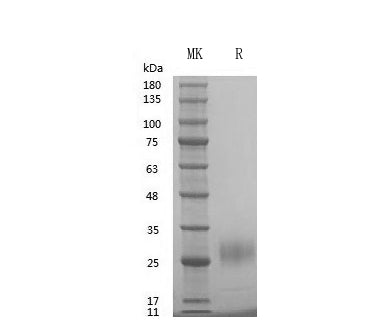 GMP Recombinant Human FGF-7/KGF