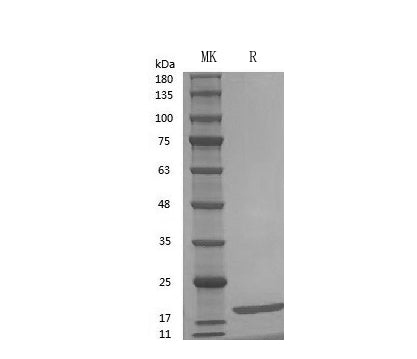 GMP Recombinant Human IL-18
