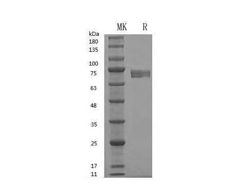 GMP Recombinant Human Wnt-3a(hFc Tag)