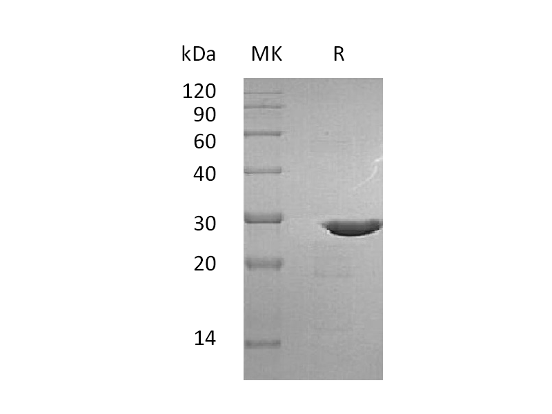Recombinant Human pro-BDNF