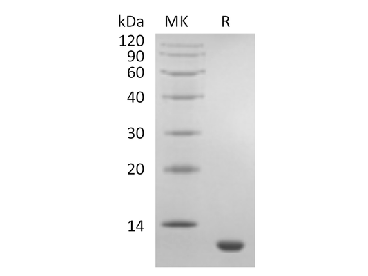 Recombinant Human CCL11