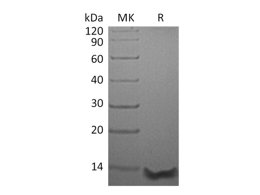 Recombinant Human CCL26 (68AA)