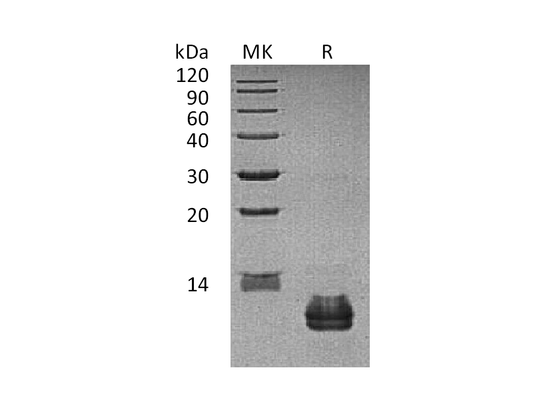 Recombinant Human CCL27