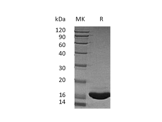 Recombinant Human SCF