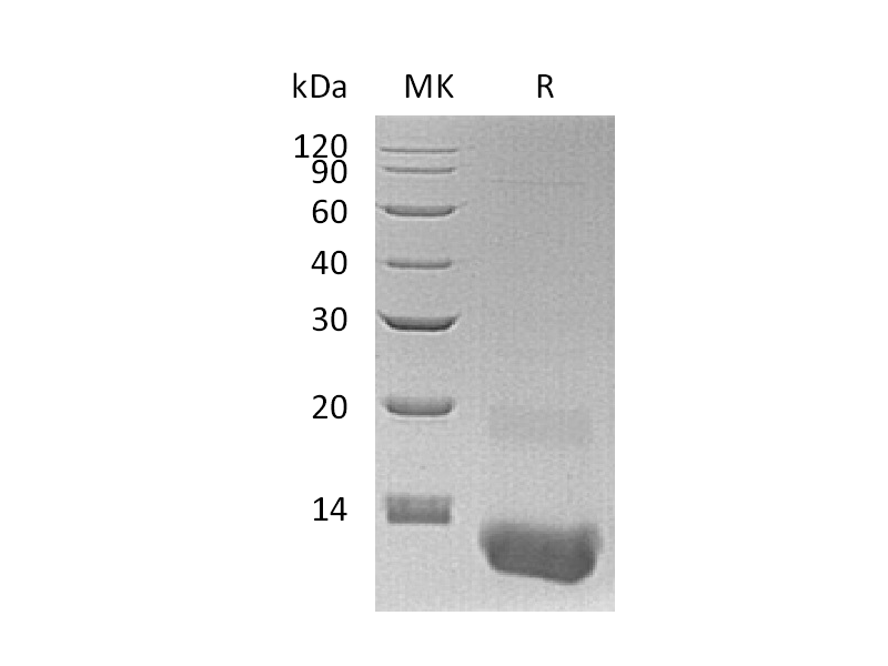 Recombinant Human CXCL3 (N-6His)