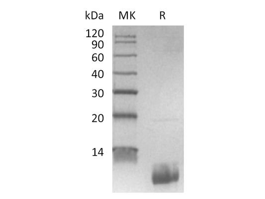 Recombinant Human CXCL7