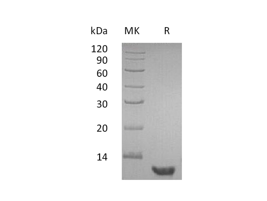 Recombinant Human EGF