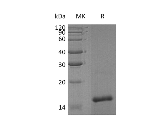 Recombinant Human TAFA4 (N-6His)