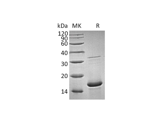 Recombinant Human FGFa (154AA)