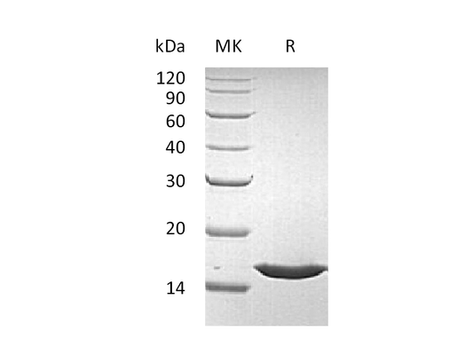 Recombinant Human FGFa (140AA)