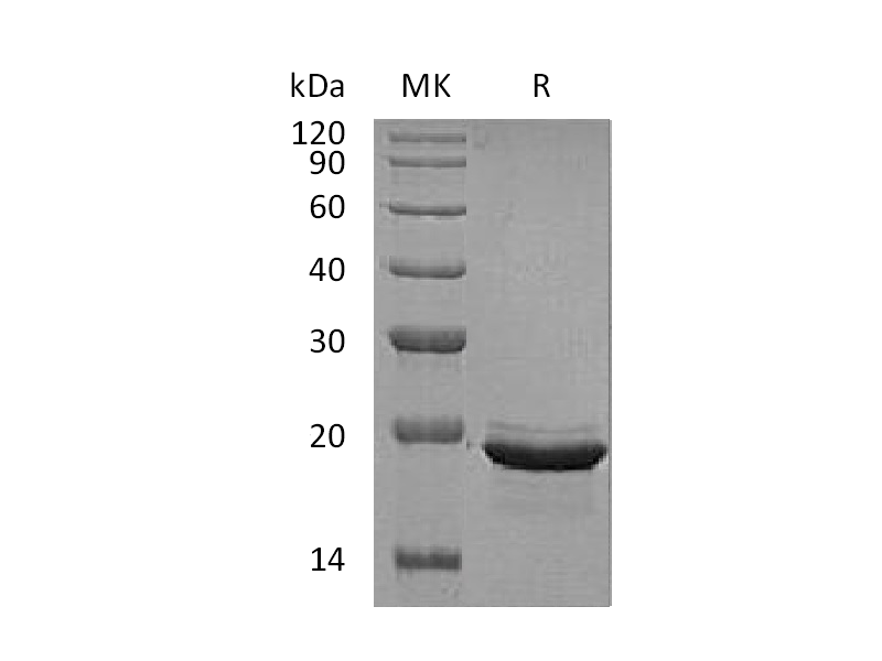 Recombinant Human FGF-12