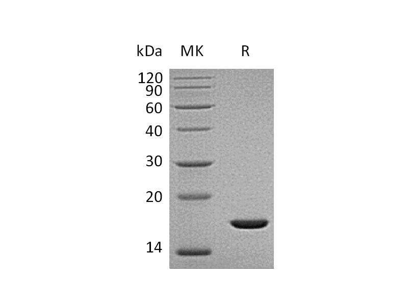 Recombinant Human FGFb (157AA)