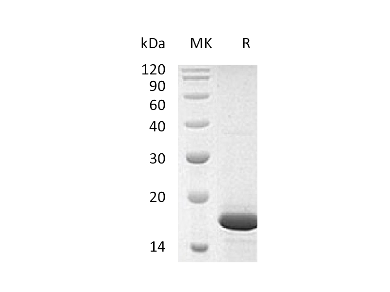 Recombinant Human FGFb (146AA)