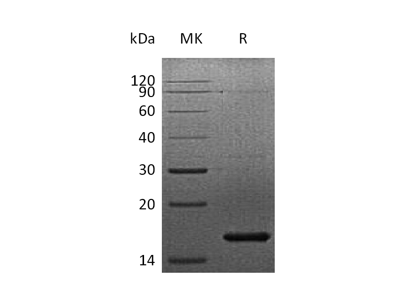 Recombinant Human KGF