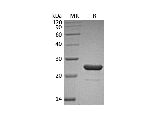 Recombinant Human FGF-9