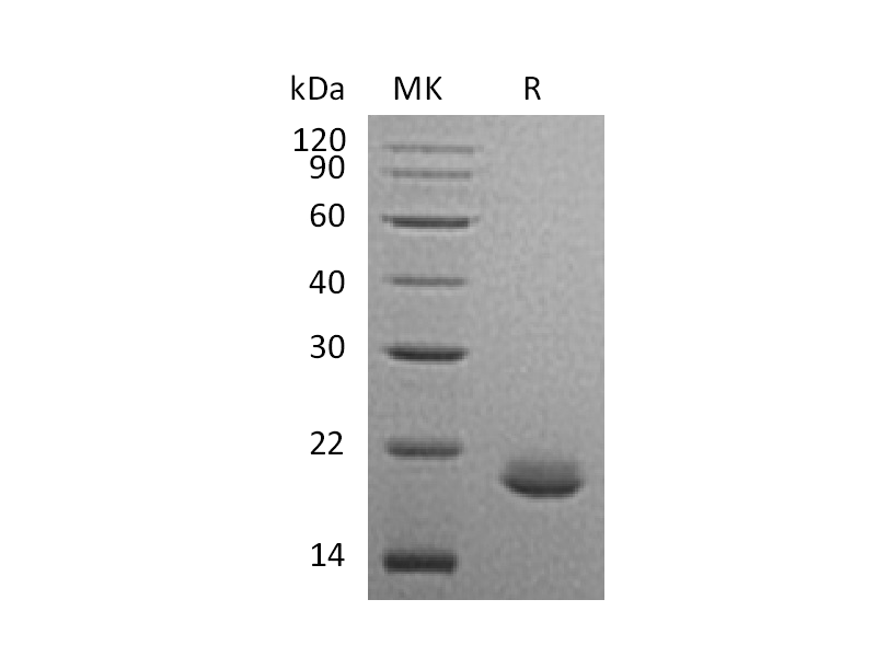 Recombinant Human FGF-10