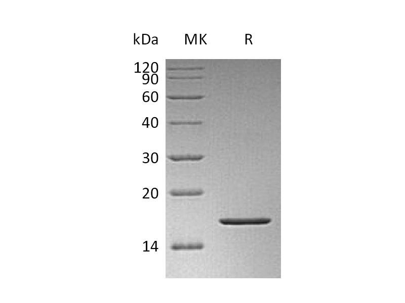 Recombinant Human FGFb(K128N)
