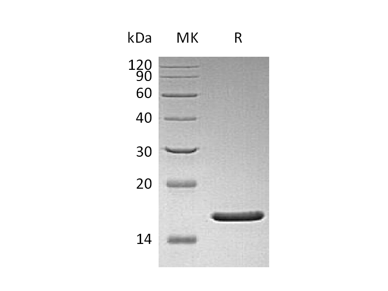 Recombinant Human FGFb (Q65I,C96S,N111G)
