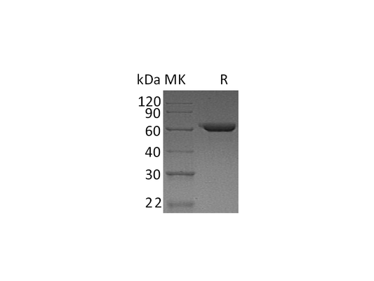 Recombinant Human NovoNectin