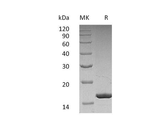 Recombinant Human G-CSF