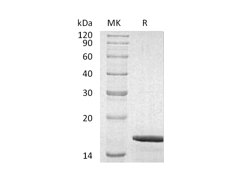 Recombinant Human GDNF