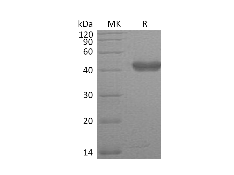 Recombinant Human GLUL (C-6His)