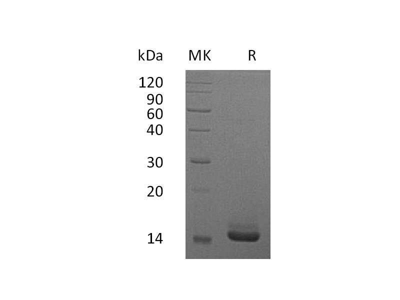 Recombinant Human GM-CSF (E. coli)