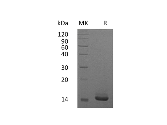 Recombinant Human GM-CSF (E. coli)