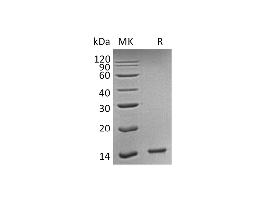 Recombinant Human HDGF (C-6His)