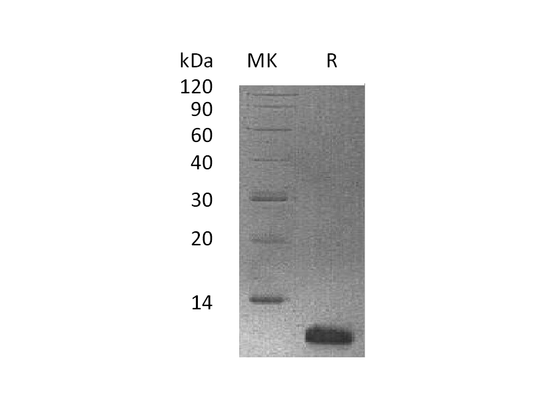 Recombinant Human HTN3