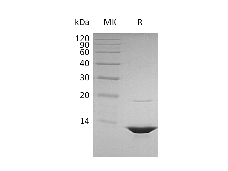 Recombinant Human HMGB1 (Truncated)