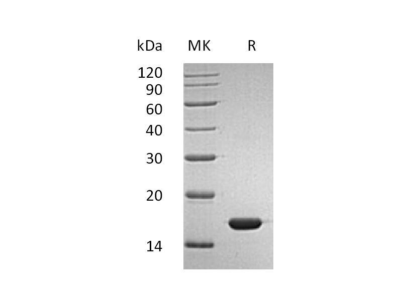 Recombinant Human IFN alpha2b