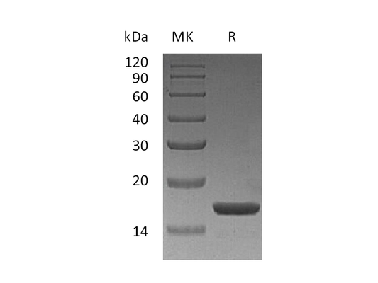 Recombinant Human IL-1a