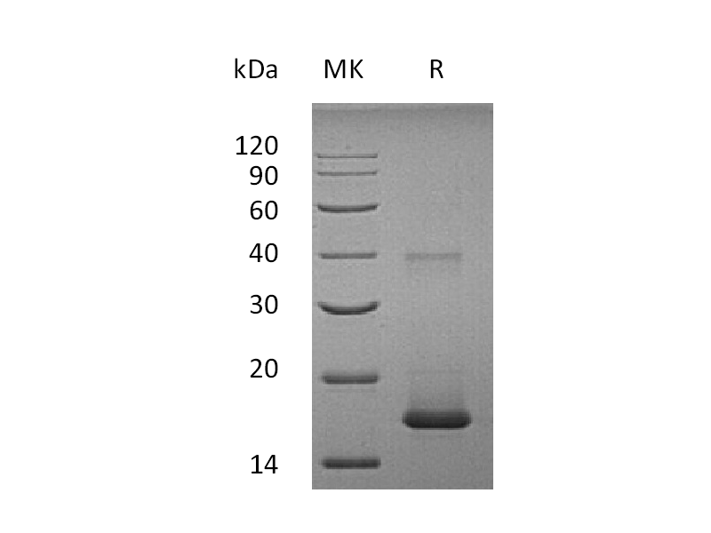 Recombinant Human IL-1F10