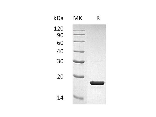 Recombinant Human IL-1RA