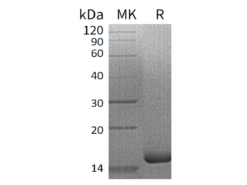 Recombinant Human IL-3 (N-6His)