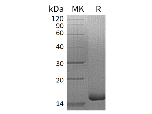 Recombinant Human IL-3 (N-6His)