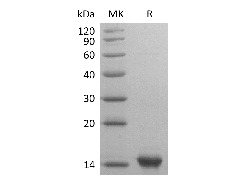 Recombinant Human IL-31