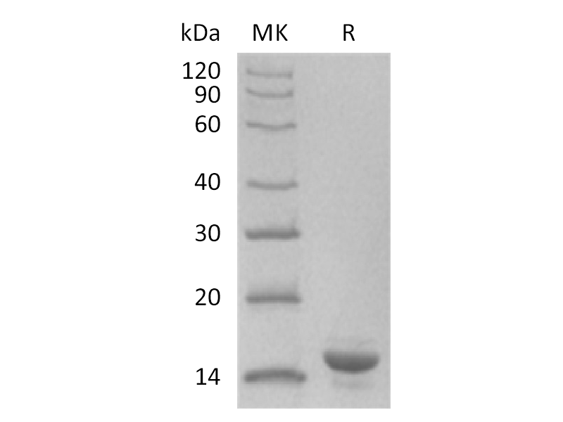 Recombinant Human KLF6