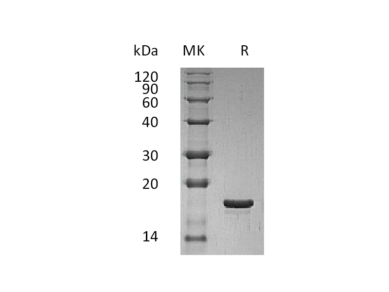 Recombinant Human LIF