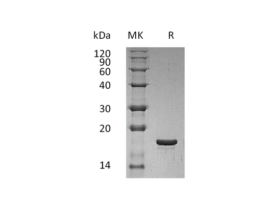 Recombinant Human LIF